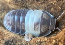 Pet Isopods Bite